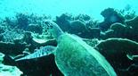 La lucha diaria por la supervivencia de la tortuga marina de Filipinas