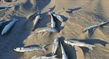 La playa de Pals aparece cubierta de peces muertos en varios puntos