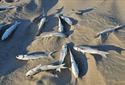 La playa de Pals aparece cubierta de peces muertos en varios puntos