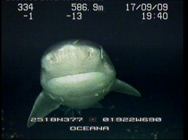 Previsualización de Muestran las primeras imágenes de las montañas submarinas del Sáhara