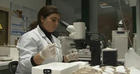 Una investigación utiliza orugas obreras para buscar un tratamiento contra el cáncer