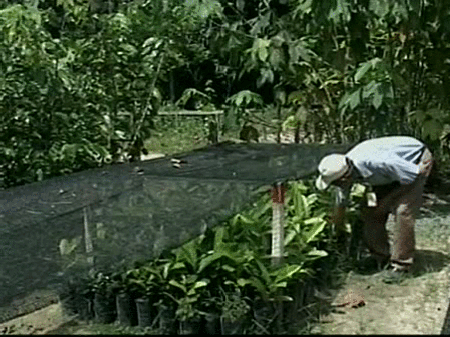 Previsualización de  Peter Reich, Premio Fundación BBVA Fronteras del Conocimiento de Ecología y Biología de la Conservación
