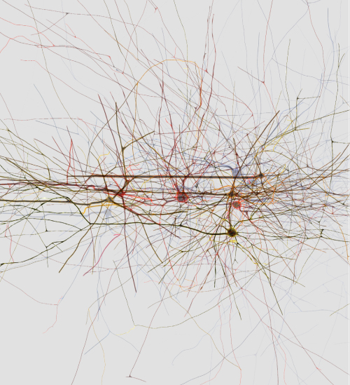 Previsualización de Primer intento de ingeniería inversa del cerebro 