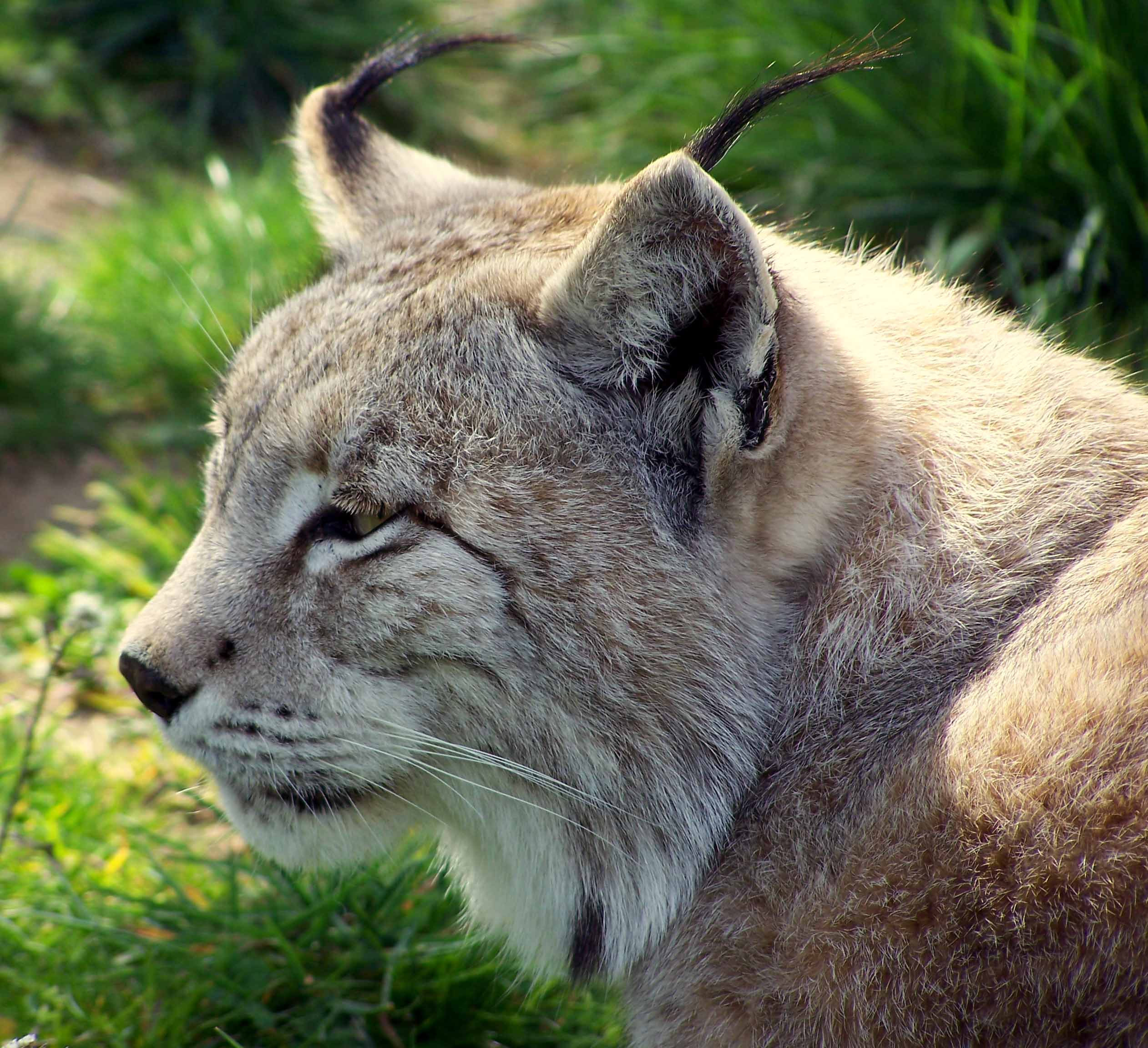 Previsualización de Proponen recuperar tierras agrícolas abandonadas para introducir el lince ibérico