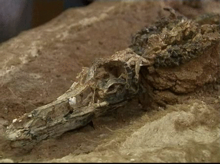 Previsualización de  Un dinosaurio que vivió hace 160 millones de años