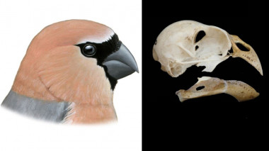 <p>Reconstruction of <em>Pyrrhula crassa</em> (left) and skull (right). / Pau Oliver </p>