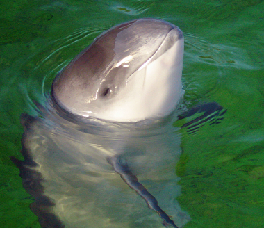 <p>In this study, a total of 1,370,114 km<sup>2</sup> were surveyed, during which records were obtained for 13 species of cetacean. / Wikipedia.</p>