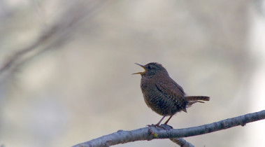 <p>Chochín común (<em>Troglodytes troglodytes</em>) / <a href="https://sv.wikipedia.org/wiki/G%C3%A4rdsmyg#/media/File:Troglodytes_troglodytes_fumigatus_Japan.jpg" target="_blank">Wikipedia</a> </p>