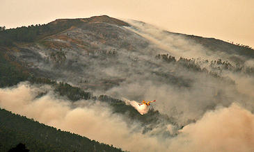 Los incendios constituyen una amenaza global para la conservación de los ecosistemas forestales 