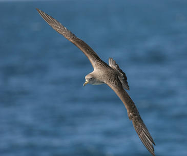 Un ejemplar de pardela (foto: José Maria Arco, SEO/Birdlife)
