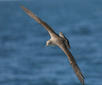 Un ejemplar de pardela (foto: José Maria Arco, SEO/Birdlife)