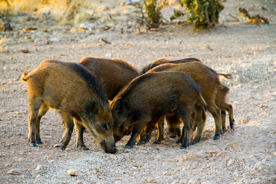 <p>La carne de jabalí tiene un alto contenido en metales pesados</p>