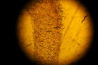 El gusano 'C. elegans'. Foto: Niharb byncnd
