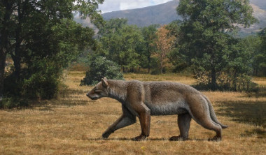 <p>Ilustración de una reconstrucción en vida del mamífero carnívoro <em>Magericyon</em> / Mauricio Antón</p>