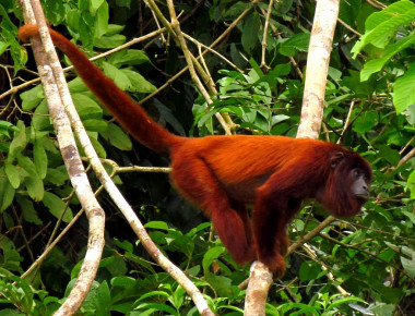 <p>Mono aullador en en el parque Tambopata (Perú). / <a href="https://es.wikipedia.org/wiki/Alouatta_seniculus#/media/File:Purus_Red_Howler_Monkey.jpg" target="_blank">Wikipedia</a></p>