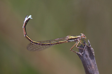 <p><em>Hemiphlebia mirabilis</em> es un caballito del diablo que se pensó extinto en los años 70. Es endémico de Australia y Tasmania. / Adolfo Cordero-Rivera</p>