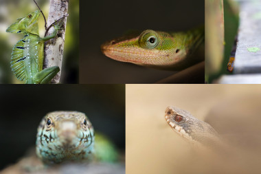 <p>Varias especies del orden de reptiles Squamata / Roberto García Roa</p>