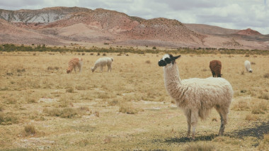 <p>Llamas (<em>Lama glama</em>) pastando en Tupiza (Bolivia) / <a href="https://unsplash.com/@pazarando" target="_blank">Paz Arando</a></p>