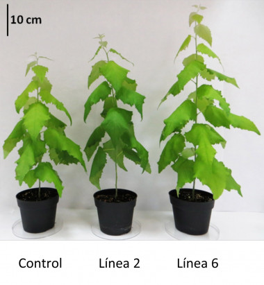 <p>En la imagen se puede apreciar las diferencias de tamaño obtenidas en las plantas tratadas frente a la de control / UMA - PLOS One</p>