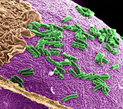 <p>Bacterias humanas intestinales. / Pacific Northwestern National Laboratory</p>