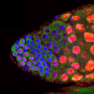 <p>Testículo de Drosophila. En rojo, BigH1 se expresa en células madre germinales y espermatocitos. En azul, los núcleos celulares. / Albert Carbonell, IRB Barcelona.</p>