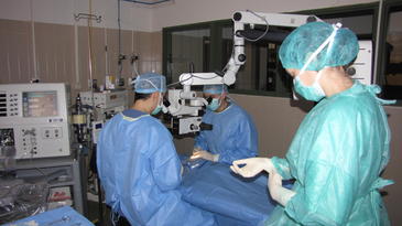 Buscan lentes intraoculares específicas para las diferentes razas caninas