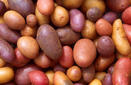 Buscan patatas resistentes al cambio climático