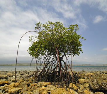 Calculan la velocidad de adaptación al cambio climático de las especies y sus ecosistemas
