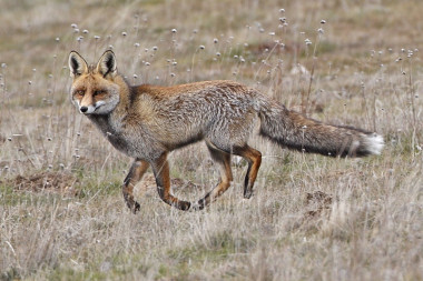 <p>The epidemiological studies conducted in Europe on leishmaniosis (France, Portugal and Spain) confirm that the fox (<em>Vulpes vulpes</em>) is one of the major wild reservoirs of the disease. / <a href="http://upload.wikimedia.org/wikipedia/commons/c/c2/Vulpes_vulpes_2.jpg" target="_blank">Wikipedia</a>.</p>