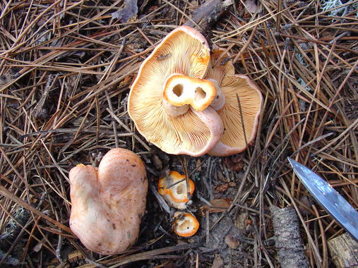 <p>Un níscalo (<em>Lactarius deliciosus</em>).</p>