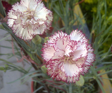 <p>Claveles (<em>Dianthus caryophyllus</em>) / <a href="https://es.wikipedia.org/wiki/Dianthus_caryophyllus#/media/File:Carnation_flower.jpg" title="User:Aftabbanoori" target="_self">Aftabbanoori</a></p>