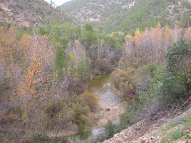 <p>Parte alta del Río Segura donde se ve el buen estado de la vegetación de ribera. / UMU</p>