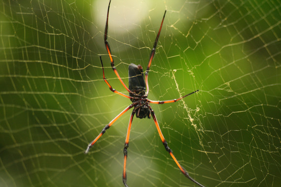 <p>Araña de la especie <em>Nephila inaurata. </em>/ <a href="http://en.wikipedia.org/wiki/Nephila_inaurata#mediaviewer/File:Palm_Spider_-_Nephila_inaurata_2.jpg" target="_blank">M.Schneider&C.Aistleitner</a></p>