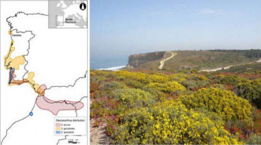 <p>Izquierda: distribución del género <em>Stauracanthus</em>. Derecha: formaciones de <em>Stauracanthus genistoides</em> cerca del cabo Espichel, Portugal. / Sergio Chozas</p>