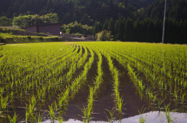 <p>Cultivo de arroz. Fuente: pixabay.</p>