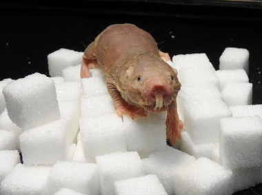 <p>Ante la ausencia de oxígeno, el metabolismo del ratopín cambia de uno basado en la glucosa a uno basado en fructosa. / Jane Reznick/Gary Lewin, MDC</p>