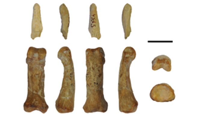 <p>Restos del pulgar de un simio fósil de Castell de Barberà. La fila superior son diferentes vistas de una falange distal parcial. La fila inferior son diferentes vistas de una falange proximal. Sergio Almécija. ICP</p>