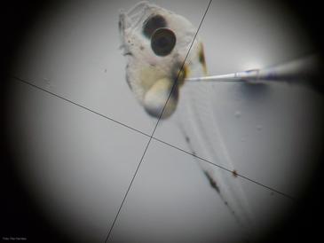 Conseguir lenguados y truchas en 'madres de alquiler' de otras especies