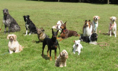 <p>Las razas de perros son muy diversas entre ellas. / Dayna Dreger</p>
