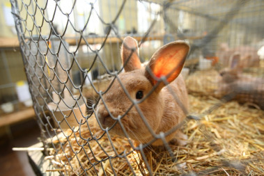 <p>Los científicos realizan test de toxicidad <em>in vivo</em> usando modelos animales que proporcionan una referencia química segura para los humanos. Pero un nuevo estudio propone una alternativa. / Fotolia</p>