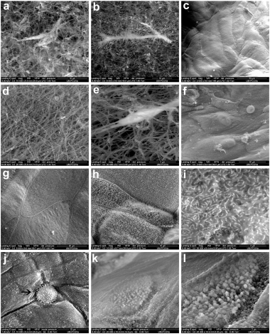 <p>Diversas imágenes de microscopía electrónica de barrido del modelo 3D de la conjuntiva / García Posadas et al.</p>