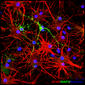 Crean un molde para nuevas piezas del puzzle neuronal