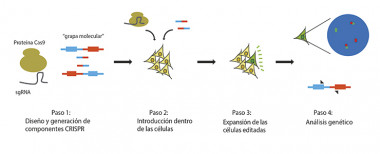 <p>Esquema del experimento desarrollado con CRISPR./ CNIO</p>