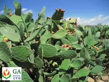 Cultivo de chumbera en Almería, en estado de fructificación. / Grupo de Agroenergética-UPM