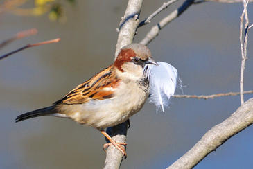 Cuantas más plumas transporta el gorrión al nido, más huevos pone la hembra