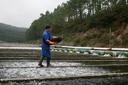 Desarrollan la primera vacuna oral altamente eficaz para acuicultura