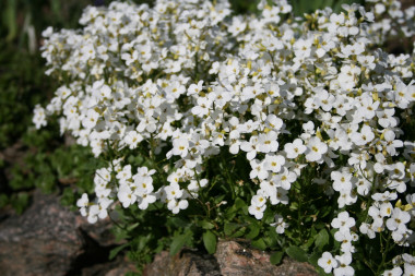 <p>La <em>Arabis alpina</em> es una planta perenne y resistente a temperaturas extremas. / Wikipedia.</p>