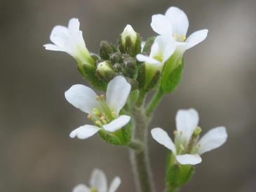 Describen un nuevo reloj biológico asociado al desarrollo de las plantas
