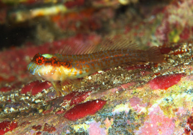 <p>With the discovery of this new labrismoid, there are now eleven known members of the <em>Hypleurochilus</em> family in the world, three of which are found on the Brazilian coast. / R. Maceira </p>