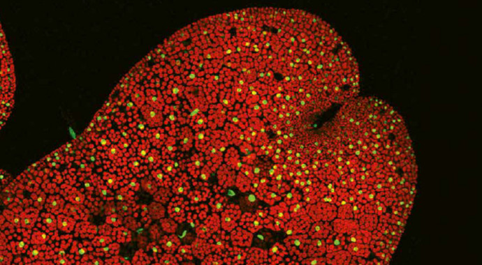 <p>Imagen del coreceptor de la hormona vegetal descubierta, dinor-OPDA. / Roberto Solano CNB-CSIC</p>